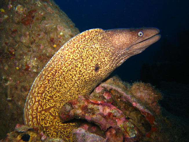 Qualche pesce da Portofino